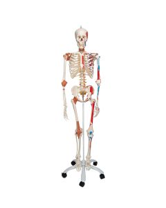 Squelette anatomique Sam avec muscles et ligaments 3B