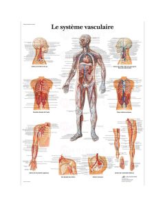 Planche "Système vasculaire"