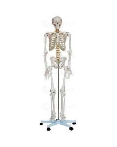 Squelette anatomique taille réelle 180cm 5 roulettes