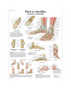 Planche "Pied et cheville" plastifiée