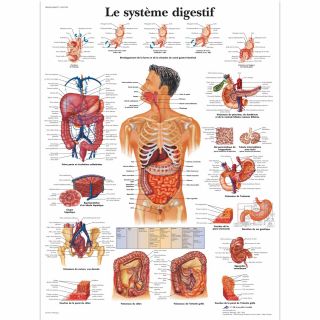 01001709 Planche Le systeme digestif plastifiee M01