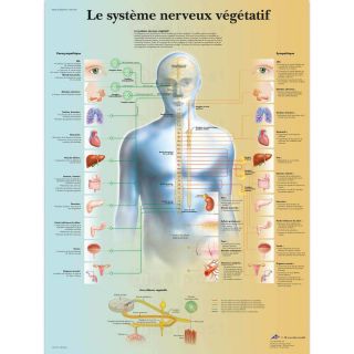 Planche Le systeme nerveux 50x67cm plastifiee M01