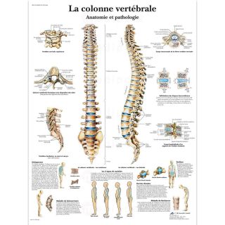 Planche plastifiee La colonne vertebrale M01