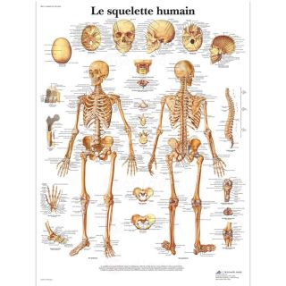 Planche Le Squelette Humain M01