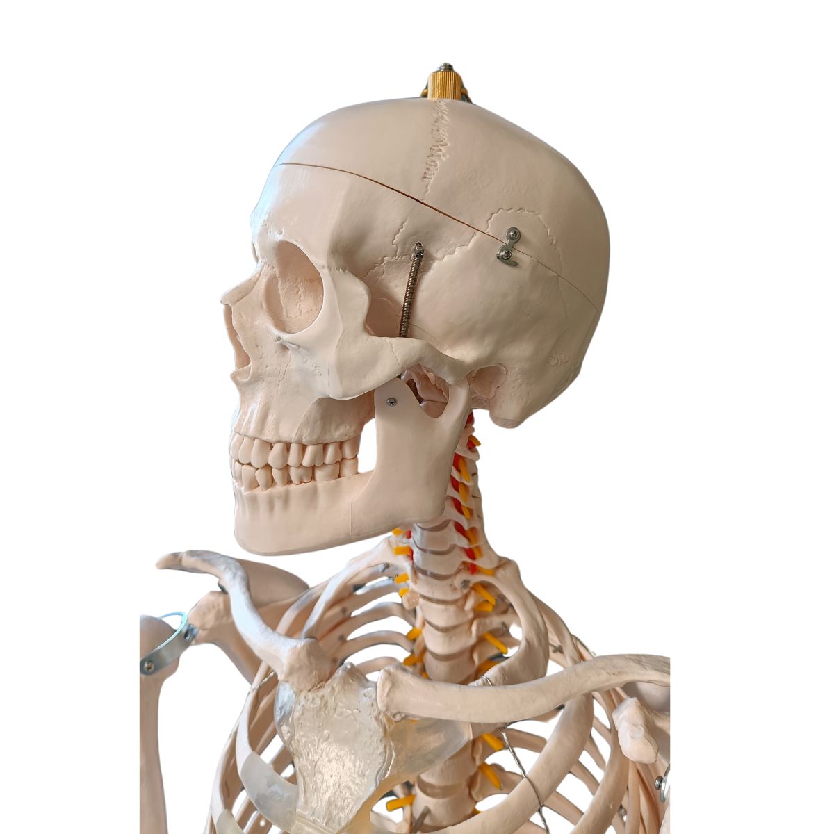 SQUELETTE ANATOMIQUE 180CM M02