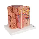 K13_02_3B-MICROanatomy-Kidney-Model.webp