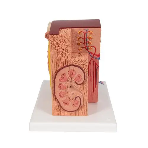 K13_03_3B-MICROanatomy-Kidney-Model.webp