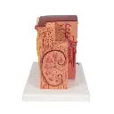 K13_03_3B-MICROanatomy-Kidney-Model.webp