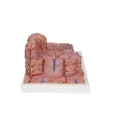 K24_03_3B-MICROanatomy-Liver-Model.webp