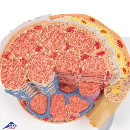 B60_08_3B-MICROanatomy-Human-Muscle-Fiber-Model-10-000-times-magnified.webp