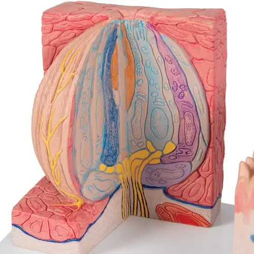 D17_06_Langue-MICROanatomie-3B.webp