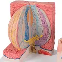 D17_06_Langue-MICROanatomie-3B.webp