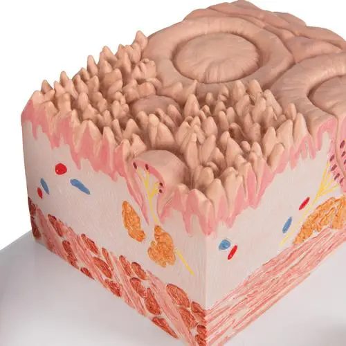 D17_07_Langue-MICROanatomie-3B.webp