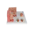 D17_03_Langue-MICROanatomie-3B.webp