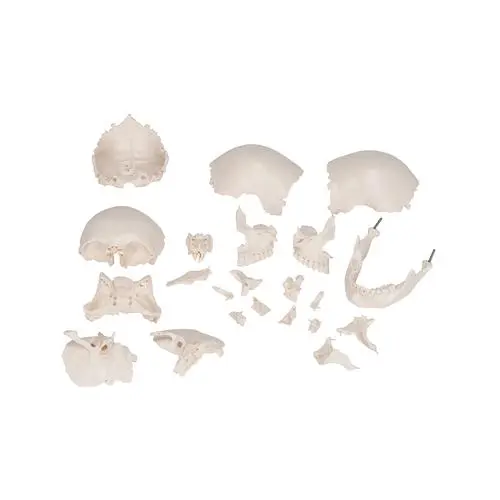 A290_05_Crane-articule-3B-Scientific-version-anatomique-22-pieces.webp