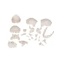 A290_05_Crane-articule-3B-Scientific-version-anatomique-22-pieces.webp