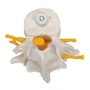 A76-8_08_3-Human-Lumbar-Vertebrae-Flexibly-Mounted.webp