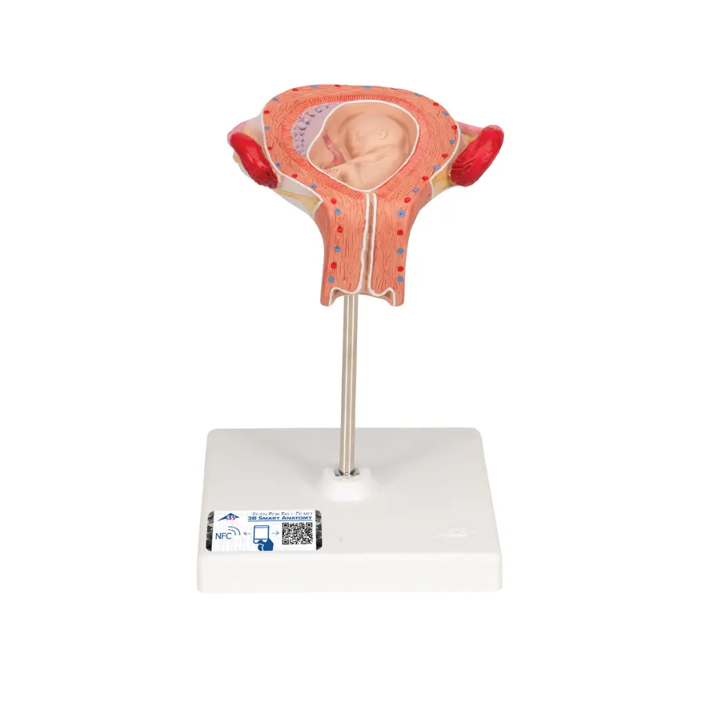 L10-3_01_1200_1200_Modele-de-foetus-a-3-mois.webp