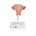 L10-3_01_1200_1200_Modele-de-foetus-a-3-mois.webp