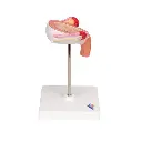 L10-3_03_Modele-de-foetus-a-3-mois.webp