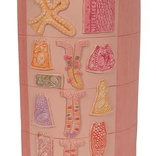 K23_08_3B-MICROanatomy-Digestive-System-Model-20-times-Magnified.webp