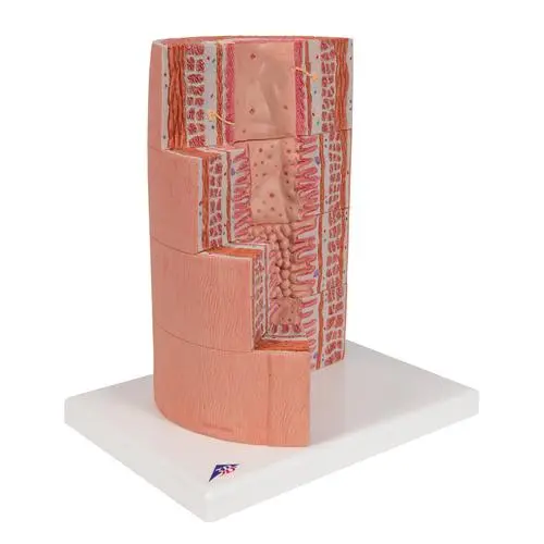 K23_06_3B-MICROanatomy-Digestive-System-Model-20-times-Magnified.webp