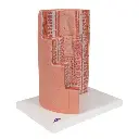 K23_06_3B-MICROanatomy-Digestive-System-Model-20-times-Magnified.webp