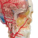 A283_05_BONElike-Human-Skull-Model-Half-Transparent-Half-Bony-Complete-with-Brain-Vertebrae.webp