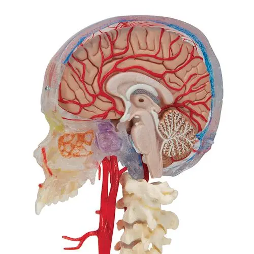 A283_08_BONElike-Human-Skull-Model-Half-Transparent-Half-Bony-Complete-with-Brain-Vertebrae.webp