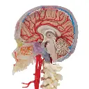 A283_08_BONElike-Human-Skull-Model-Half-Transparent-Half-Bony-Complete-with-Brain-Vertebrae.webp