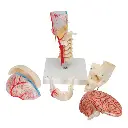 A283_04_BONElike-Human-Skull-Model-Half-Transparent-Half-Bony-Complete-with-Brain-Vertebrae.webp