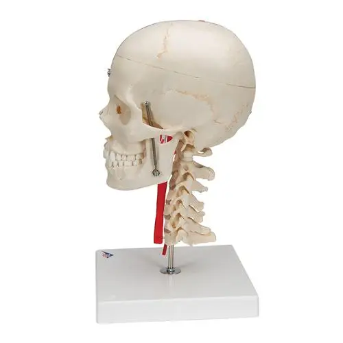 A283_03_BONElike-Human-Skull-Model-Half-Transparent-Half-Bony-Complete-with-Brain-Vertebrae.webp