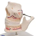 VE281_07_1200_1200_Dentition-adulte.webp