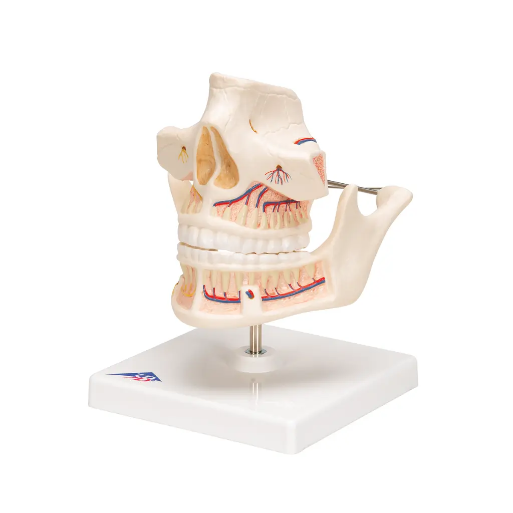 VE281_06_1200_1200_Dentition-adulte.webp