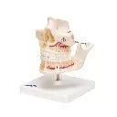 VE281_06_1200_1200_Dentition-adulte.webp