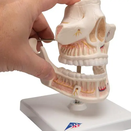 VE281_08_Dentition-adulte.webp