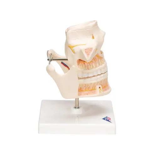 VE281_03_Dentition-adulte.webp