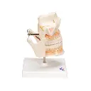 VE281_03_Dentition-adulte.webp