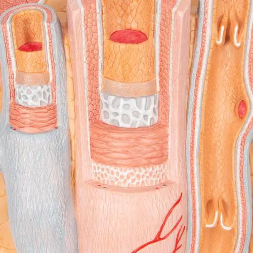 G42_10_3B-MICROanatomy-Artery-Vein-Model-14-times-Enlarged.webp
