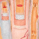 G42_10_3B-MICROanatomy-Artery-Vein-Model-14-times-Enlarged.webp