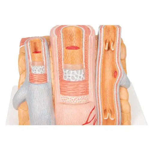 G42_07_3B-MICROanatomy-Artery-Vein-Model-14-times-Enlarged.webp