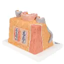 G42_02_3B-MICROanatomy-Artery-Vein-Model-14-times-Enlarged.webp