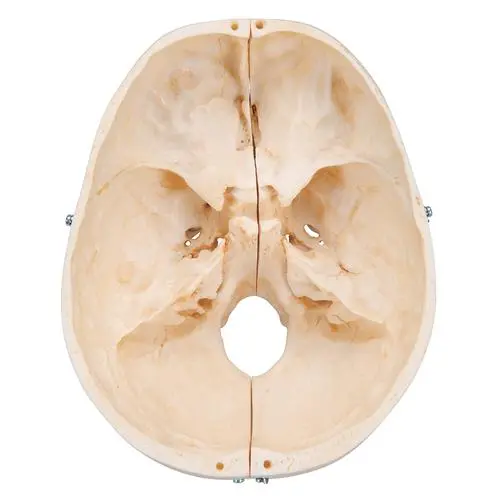 A281_08_BONElike-Human-Bony-Skull-Model-6-part.webp