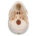 A281_05_BONElike-Human-Bony-Skull-Model-6-part.webp