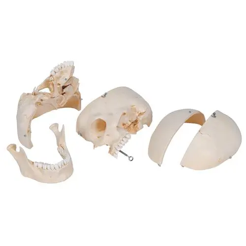 A281_04_BONElike-Human-Bony-Skull-Model-6-part.webp