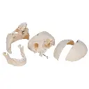 A281_04_BONElike-Human-Bony-Skull-Model-6-part.webp