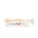 VE290_03_Comprehensive-Lower-Jaw-Model-Left-Half-with-Diseased-Teeth-Nerves-Vessels-Glands-19-part.webp
