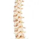 A794_07_1200_1200_BONElike-Colonne-verebrale.webp