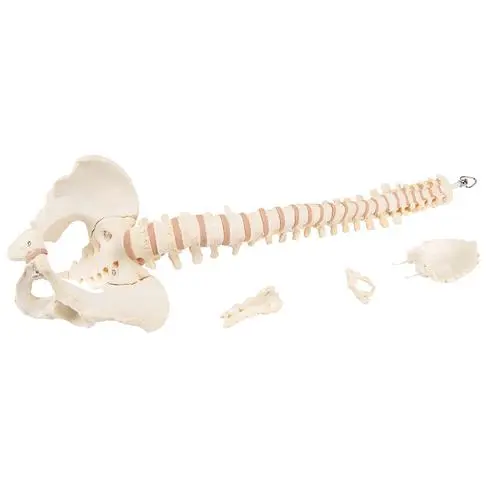 A794_08_BONElike-Human-Vertebral-Column-Model.webp