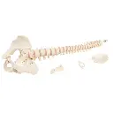 A794_08_BONElike-Human-Vertebral-Column-Model.webp